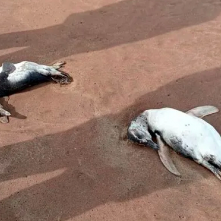 Alerta en Mar del Plata: Encuentran 40 pingüinos muertos en sus costas