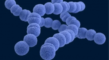 Alerta mundial por el estreptococo A, la "enfermedad carnívora" que se propaga sin freno en Japón