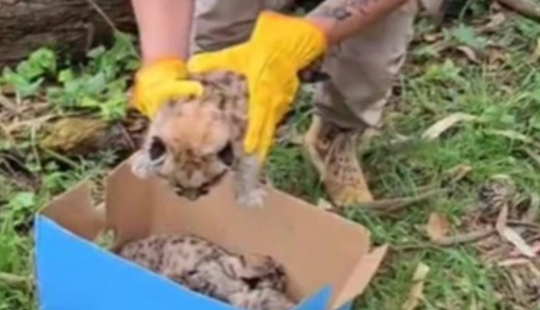Rescatan tres cachorros de puma durante un control policial