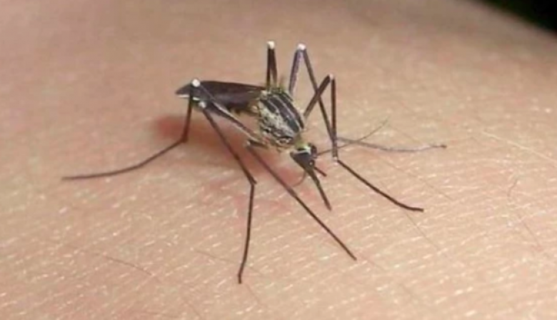 Dos contrapruebas dieron negativo y Provincia descarta el "primer" caso autóctono de dengue en Mar del Plata