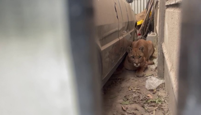 Encontraron un puma en una vivienda de Juan N. Fernández