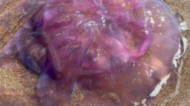 Hallazgo de una Medusa Gigante en la Playa Karamawi de Necochea