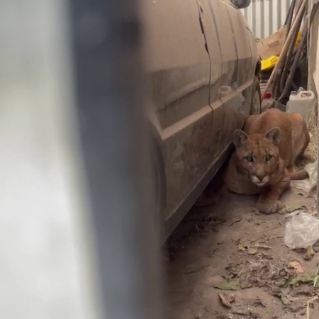 Encontraron un puma en una vivienda de Juan N. Fernández