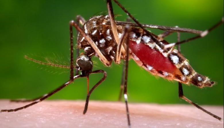 Aumenta la Preocupación por el Dengue en la Provincia de Buenos Aires: Ya son 1.796 los Casos Confirmados