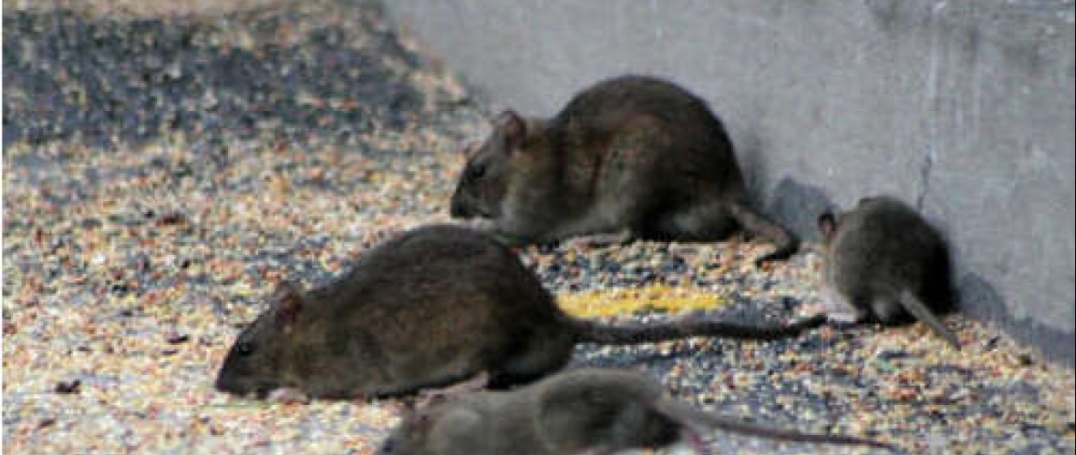 Vecinos indignados por la negativa del campo a la tasa portuaria. ¿Hay que seguir viviendo entre ratas?