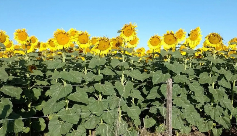 Dan por finalizada la siembra de girasol - Necochea Digital