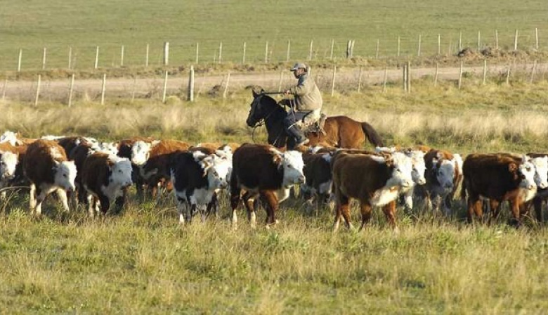 Anticipan una menor zafra de terneros y recomposición de precios de la hacienda