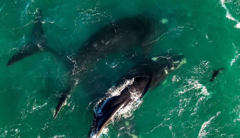 Prefectura Naval Argentina establece nuevas medidas de seguridad para la protección de cetáceos