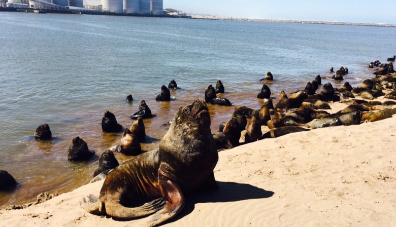Buscan sancionar por ley el maltrato a delfines, ballenas y lobos marinos en las playas bonaerenses, incluidas las de Necochea