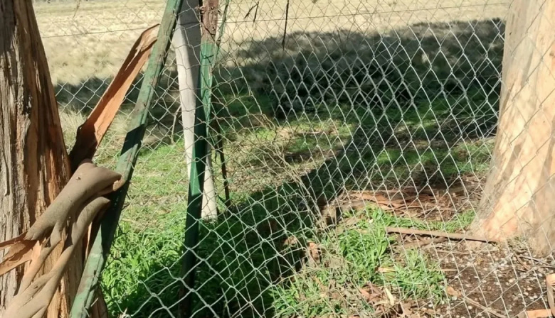 Indignación y tristeza por el vandalismo en la huerta escolar de una primaria y jardín