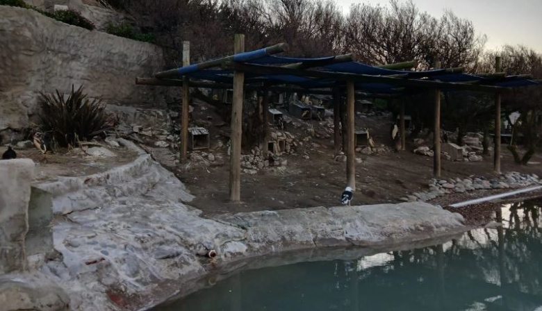 Escándalo en el ex Aquarium: Montenegro denunció el estado de los delfines y pidió una cautelar de cuidado integral
