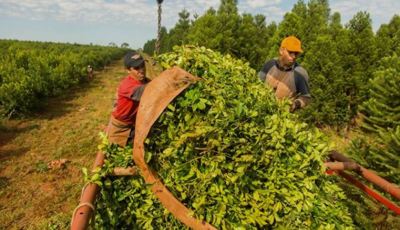 Productores yerbateros frenan la zafra de verano y advierten riesgo de quiebras tras la desregulación del Gobierno