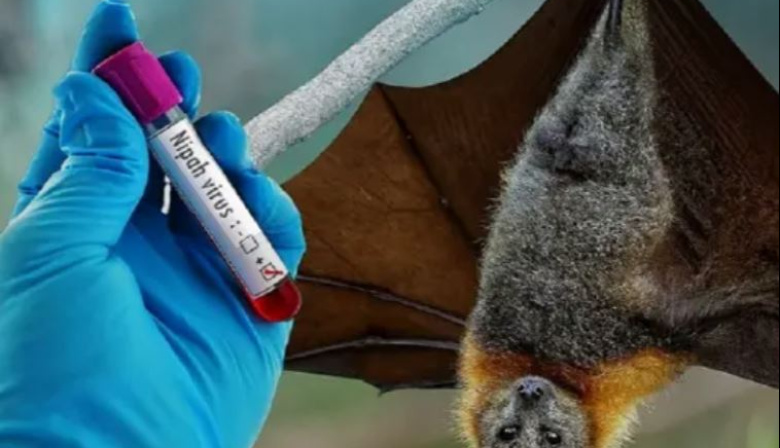 Alarma en India por un brote del virus Nipah: hay médicos contagiados y una enfermera en coma
