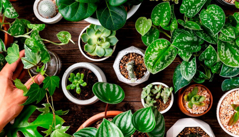 Abren el vivero y la huerta de Flor de Pan como espacio comunitario