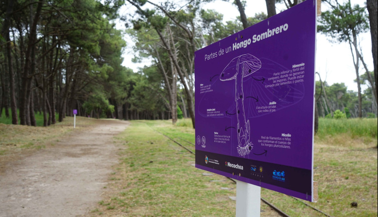 Celebrarán el Día de la Micología con una caminata por el Sendero del Hongo, charla y observación