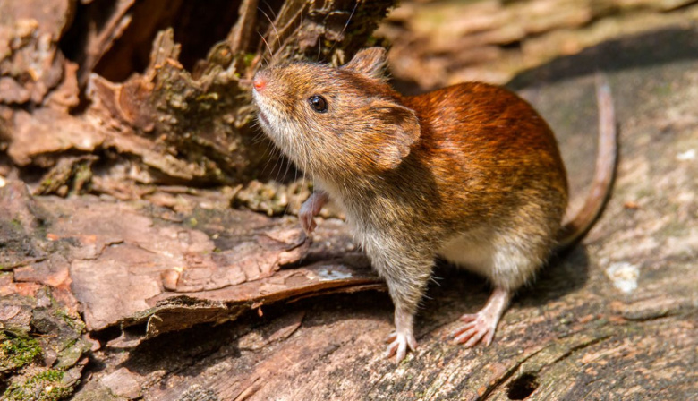 Bromatología refuerza la información útil para prevenir el Hantavirus