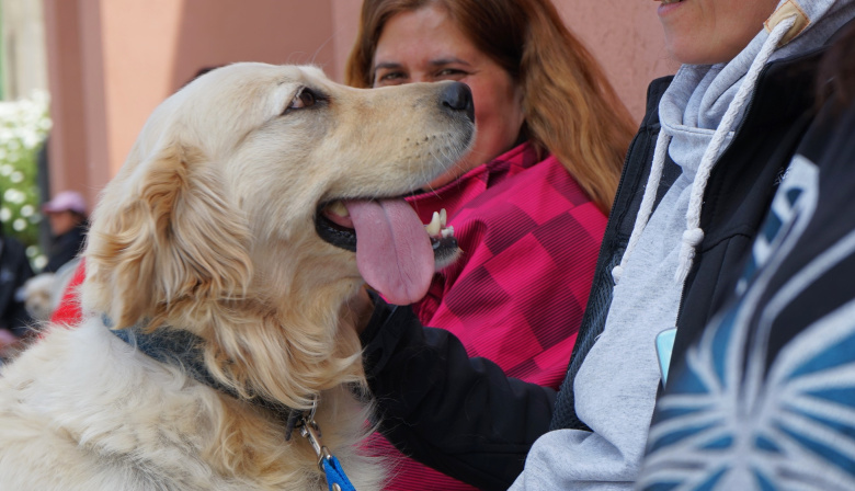 Este sábado se realizará una nueva jornada de Castración Masiva de mascotas