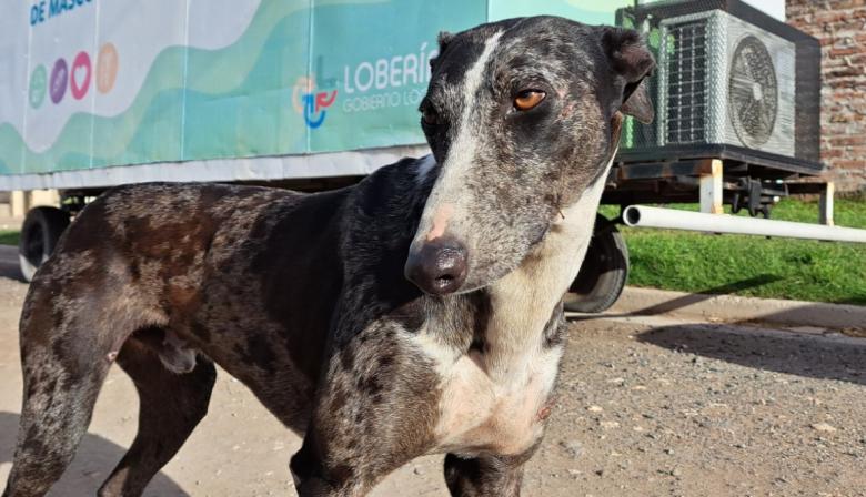 Buscan endurecer las sanciones por maltrato animal en Necochea