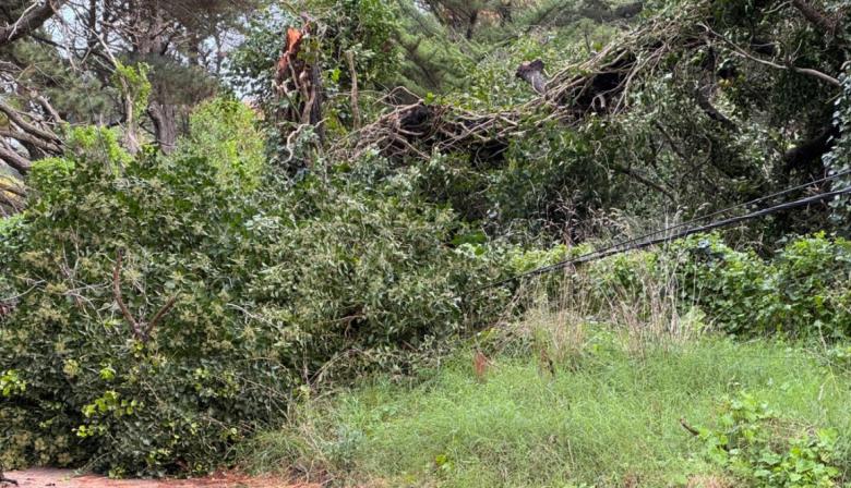La Municipalidad alerta a vecinos de Villa Florida y Villa del Deportista por caída de árboles
