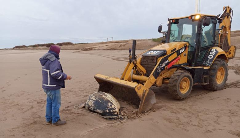 Hallaron en la costa una tortuga laúd sin vida e incorporarán el ejemplar a la colección científica del Museo