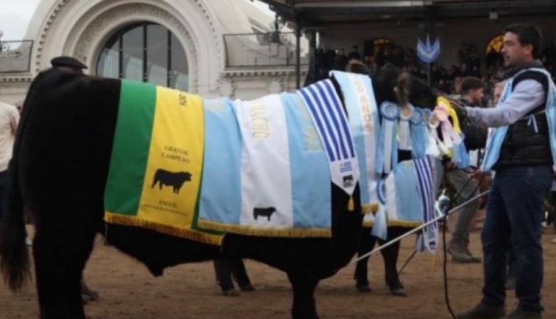 Orgullo necochense: un toro de La Dulce hizo historia al consagrarse Gran Campeón Macho Angus en la Expo Palermo 2026