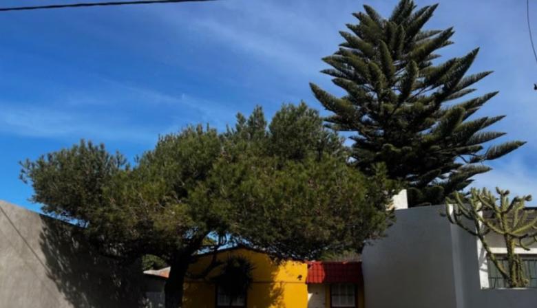 La Justicia rechazó que talen una araucaria en nuestra ciudad, pero obligó a su propietaria a limpiar la casa vecina después de cada tormenta
