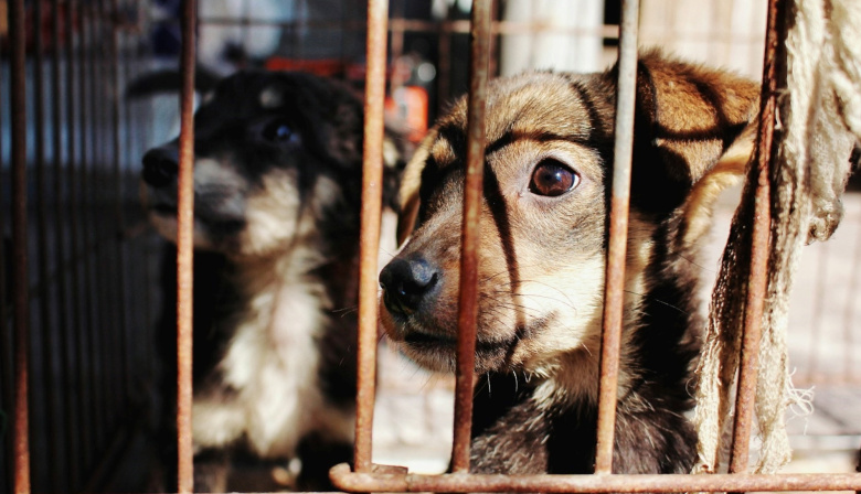 “No hay justicia para los animales”: especialistas impulsan una capacitación sobre maltrato y crueldad