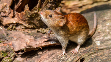 Bromatología refuerza la información útil para prevenir el Hantavirus