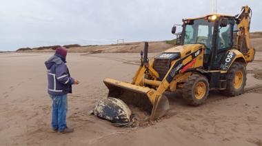 Hallaron en la costa una tortuga laúd sin vida e incorporarán el ejemplar a la colección científica del Museo