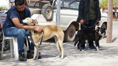 Este sábado habrá una nueva jornada gratuita de castración de mascotas
