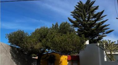 La Justicia rechazó que talen una araucaria en nuestra ciudad, pero obligó a su propietaria a limpiar la casa vecina después de cada tormenta