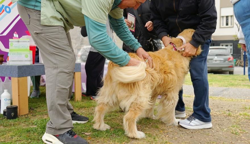 Se realizará una nueva campaña gratuita de vacunación antirrábica