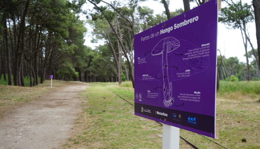 Celebrarán el Día de la Micología con una caminata por el Sendero del Hongo, charla y observación