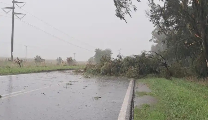 Un árbol cayó sobre la Ruta 88 y corta el tránsito en medio del temporal