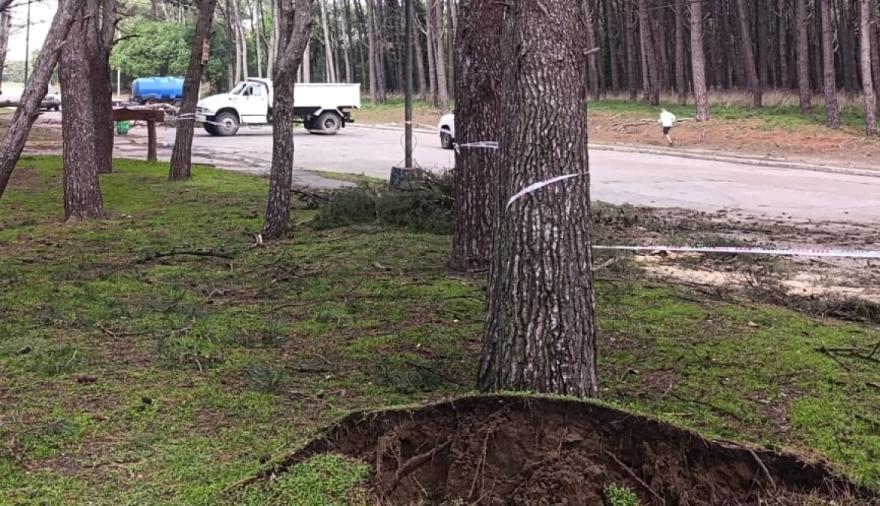 Defensa Civil solicita no circular por el Parque Miguel Lillo ante el riesgo de caída de árboles