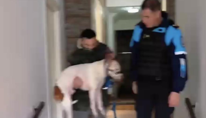 Rescataron tres pitbulls y detuvieron al acusado de maltrato animal tras un allanamiento en Necochea