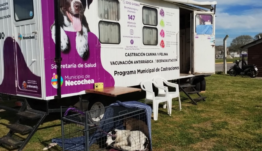 Se realizará una nueva jornada de castración masiva de mascotas