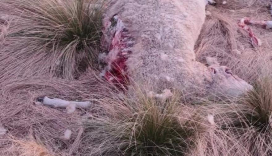 Pumas, mortandad de lanares y una preocupación que crece en los campos de Juan N. Fernández