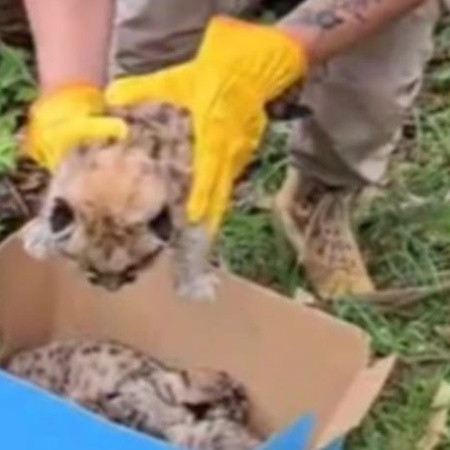 Rescatan tres cachorros de puma durante un control policial