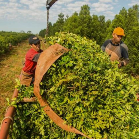 Productores yerbateros frenan la zafra de verano y advierten riesgo de quiebras tras la desregulación del Gobierno