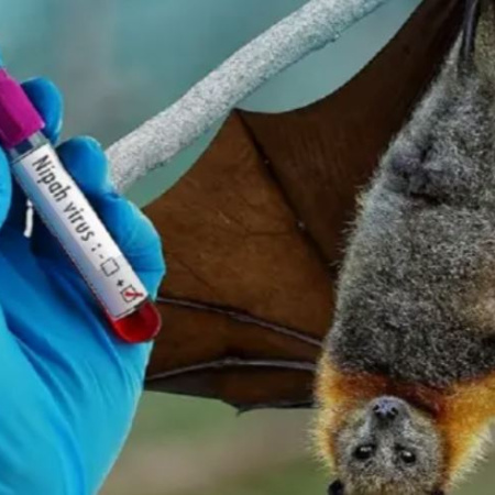 Alarma en India por un brote del virus Nipah: hay médicos contagiados y una enfermera en coma