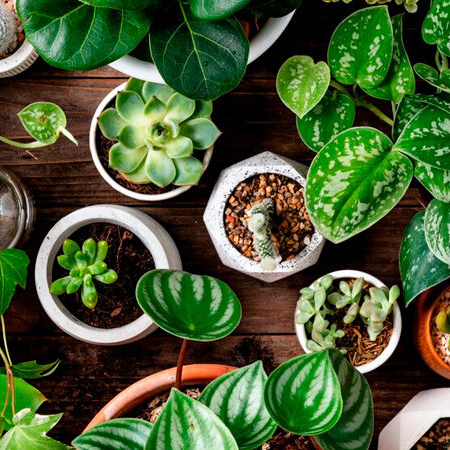 Abren el vivero y la huerta de Flor de Pan como espacio comunitario