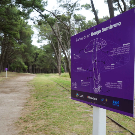 Celebrarán el Día de la Micología con una caminata por el Sendero del Hongo, charla y observación