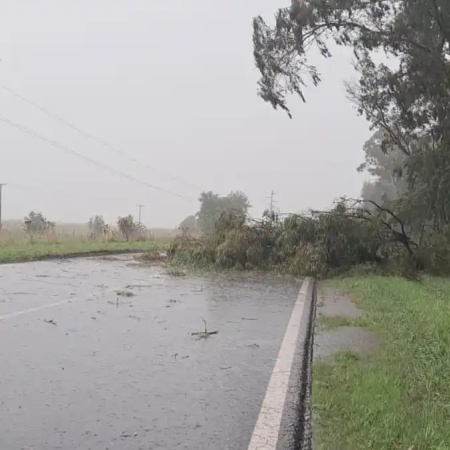 Un árbol cayó sobre la Ruta 88 y corta el tránsito en medio del temporal