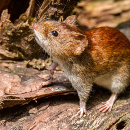 Bromatología refuerza la información útil para prevenir el Hantavirus