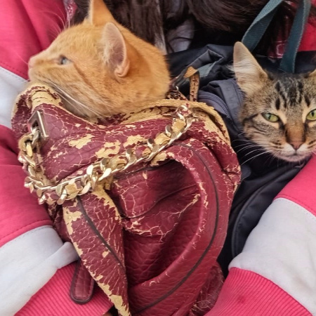 Con gran respuesta de vecinos, se realizó una nueva jornada de castración masiva de mascotas