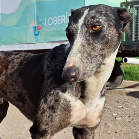 Buscan endurecer las sanciones por maltrato animal en Necochea