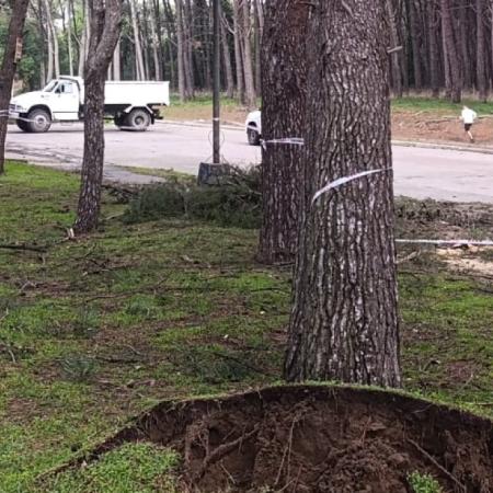 Defensa Civil solicita no circular por el Parque Miguel Lillo ante el riesgo de caída de árboles