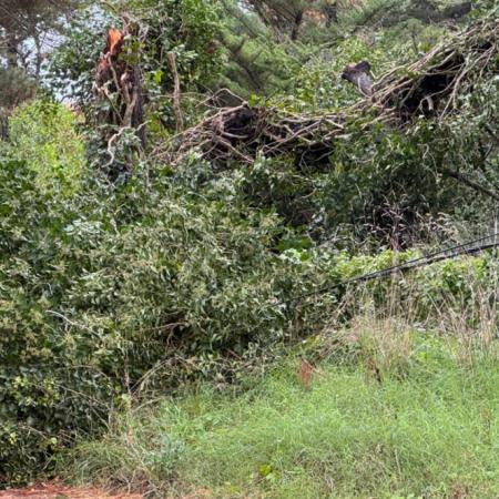 La Municipalidad alerta a vecinos de Villa Florida y Villa del Deportista por caída de árboles