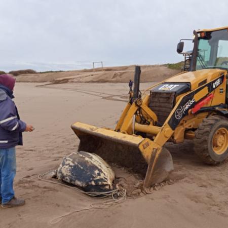 Hallaron en la costa una tortuga laúd sin vida e incorporarán el ejemplar a la colección científica del Museo